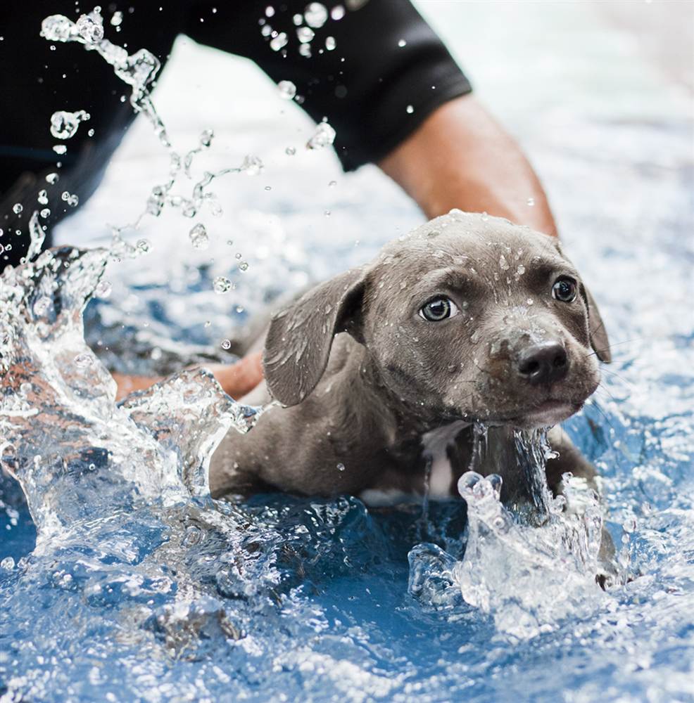 7133 Как любовь и плавание спасли щенка Харпера