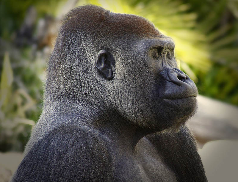 738 Эти удивительные гориллы: фотофакты