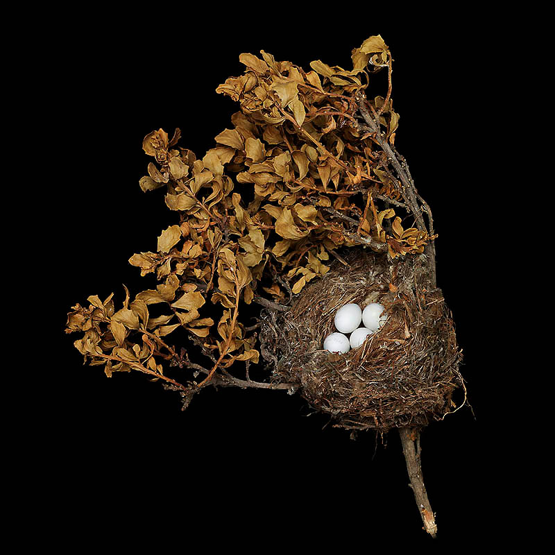 745 Шедевры природной архитектуры   птичьи гнезда