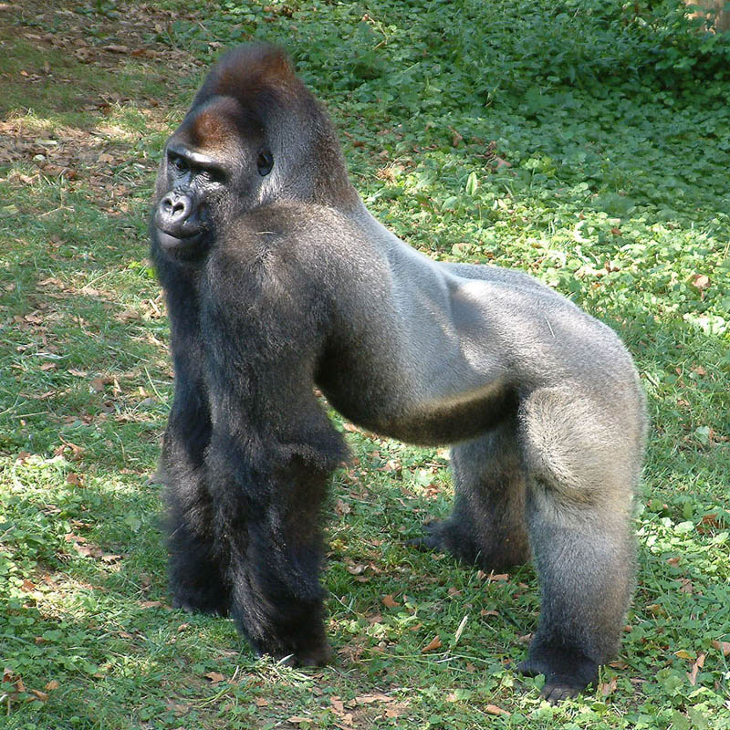 836 Эти удивительные гориллы: фотофакты
