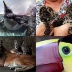 BIGPIC22 150x150 Лучшие фотографии животных со всего мира за неделю