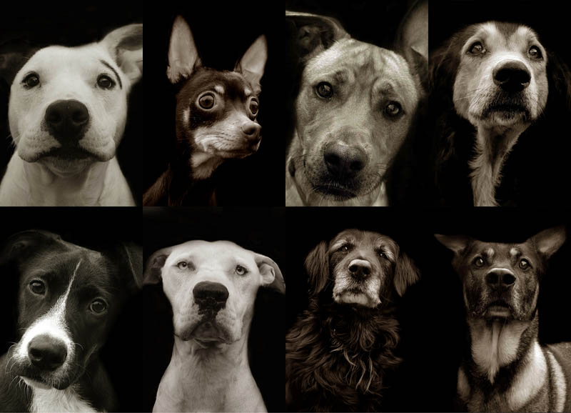 BIGPIC30 Портреты собак из приютов