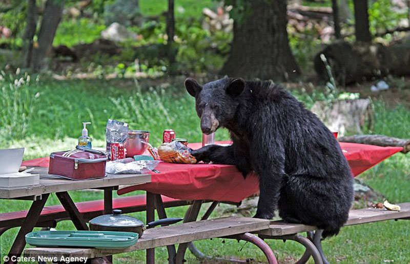BIGPIC87 Вас не приглашали   медведь заявился на семейный пикник