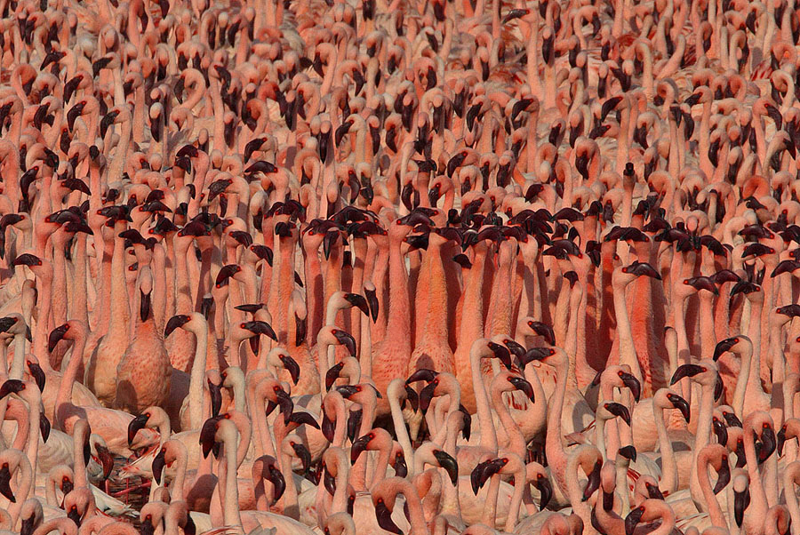 Flamingo 1 Миллионы розовых фламинго