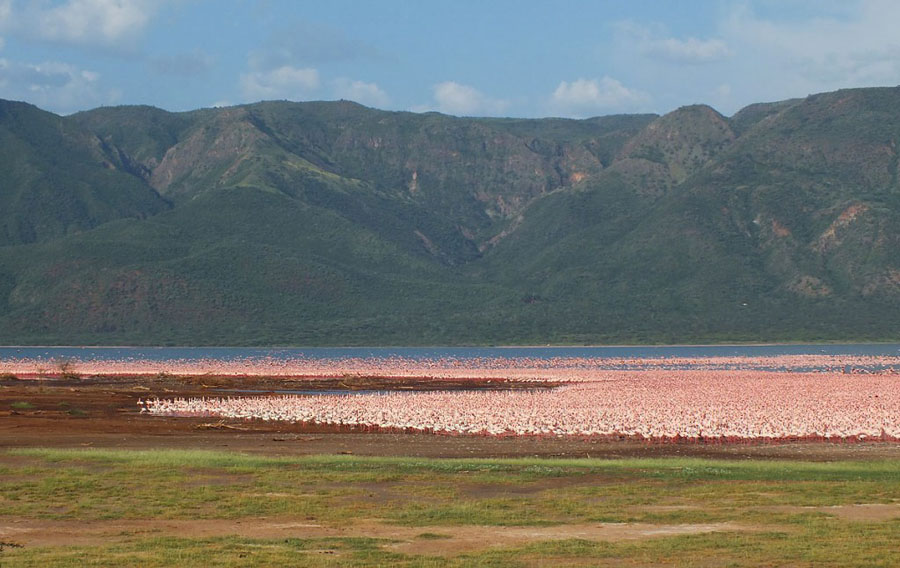Flamingo 11 1024x646 Миллионы розовых фламинго