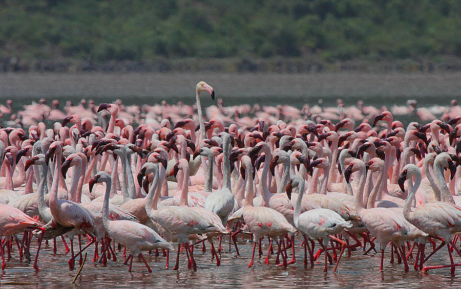 Flamingo 12 Миллионы розовых фламинго