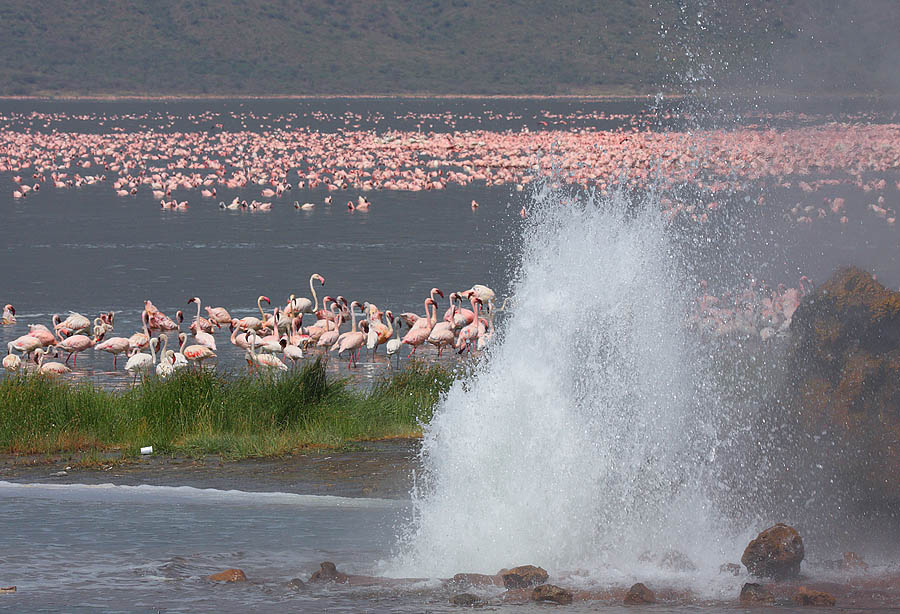 Flamingo 13 Миллионы розовых фламинго