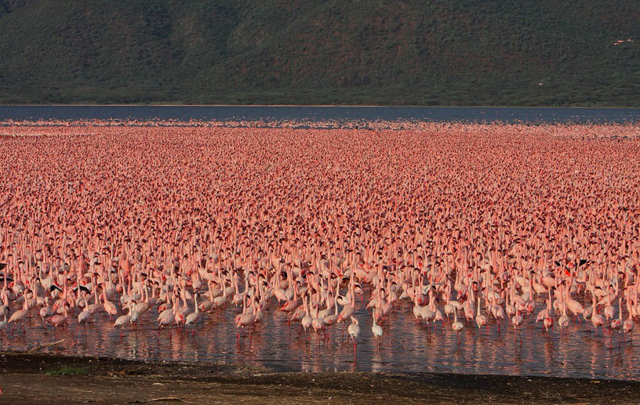 Flamingo 14 1024x648 Миллионы розовых фламинго