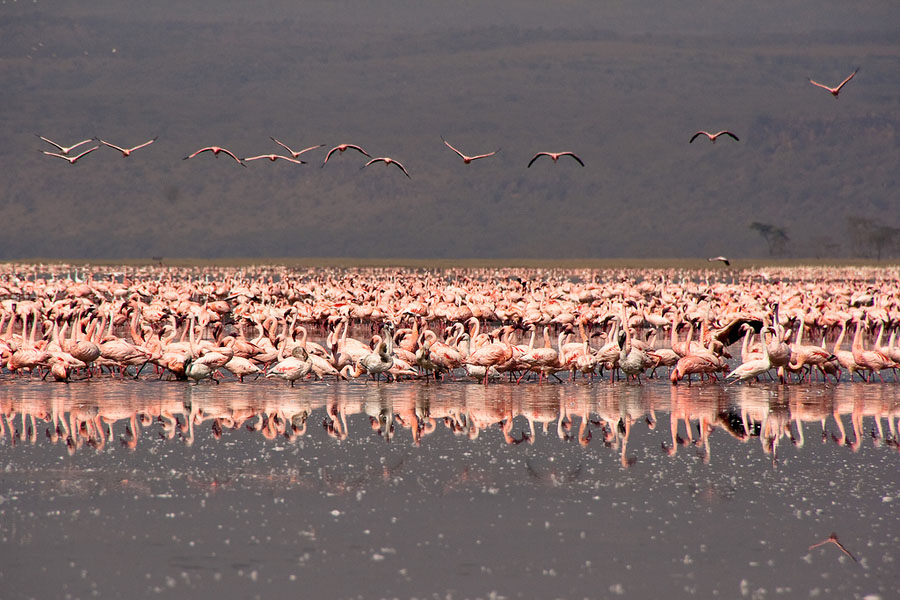 Flamingo 2 Миллионы розовых фламинго