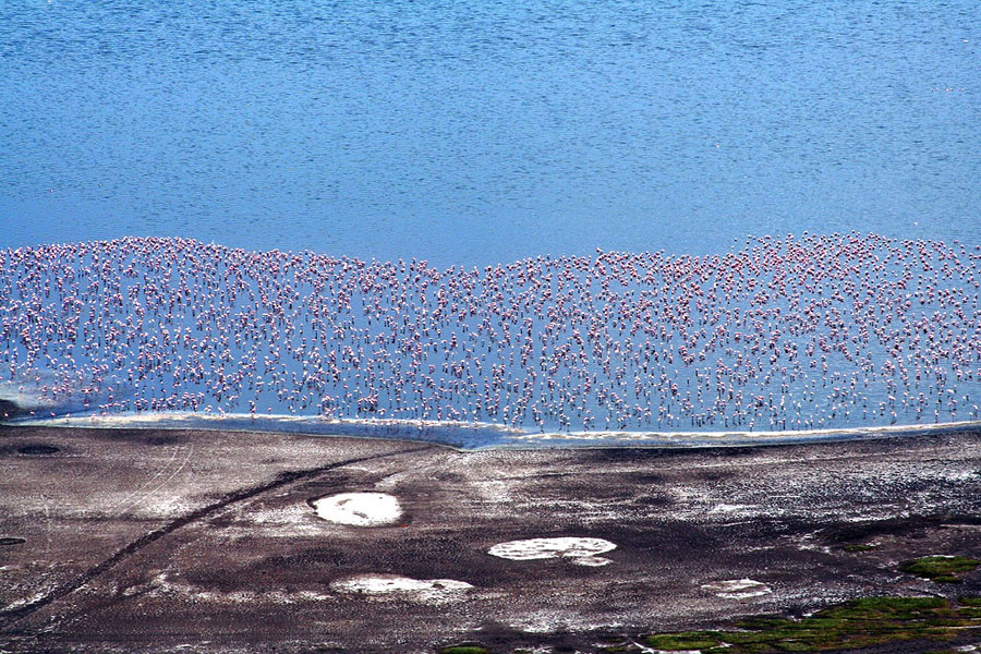 Flamingo 3 Миллионы розовых фламинго