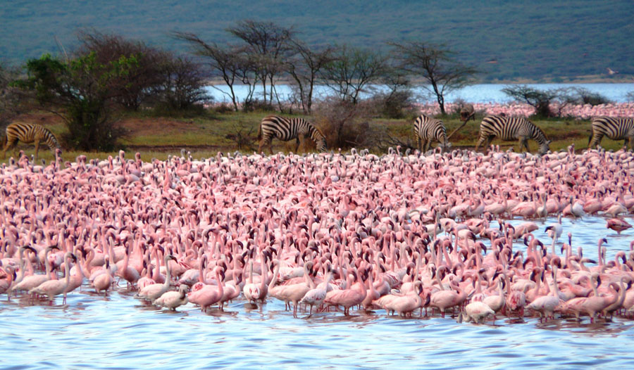 Flamingo 5 Миллионы розовых фламинго