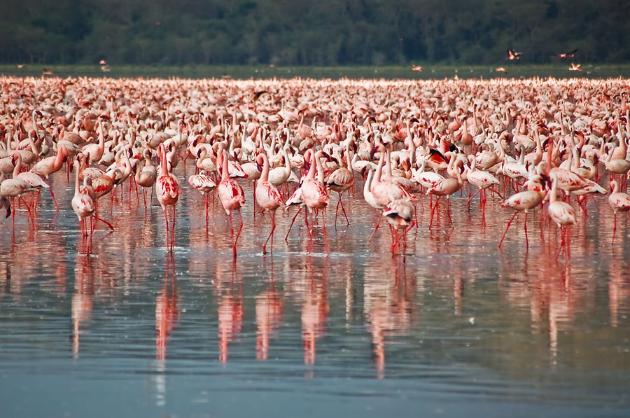 Flamingo 6 Миллионы розовых фламинго