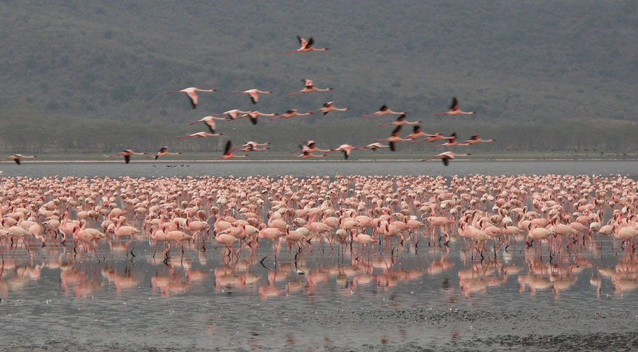 Flamingo 7 Миллионы розовых фламинго