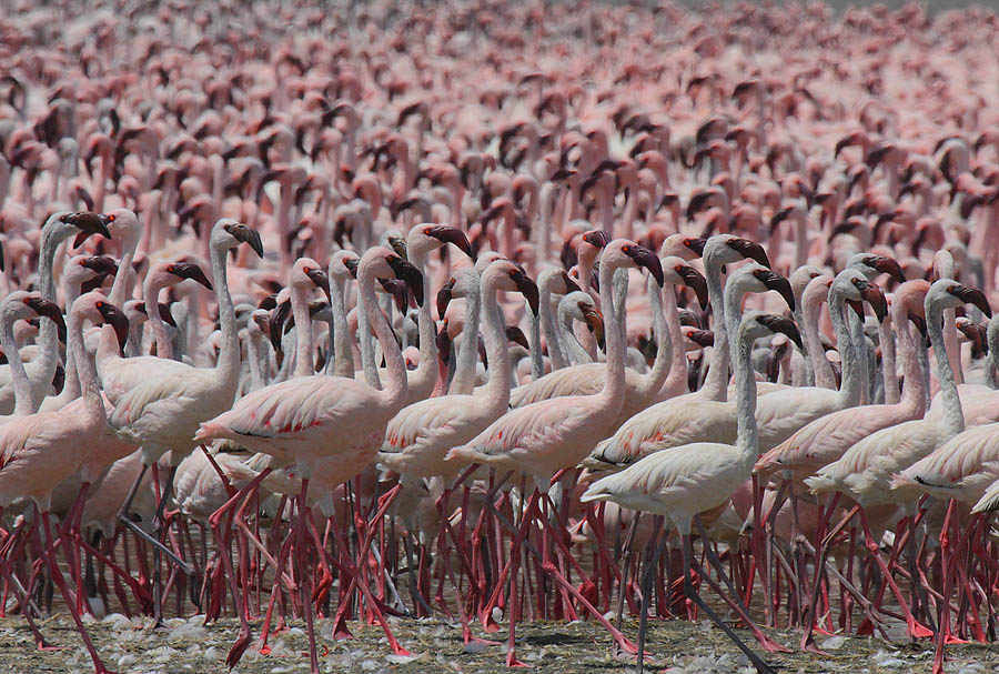 Flamingo 9 Миллионы розовых фламинго