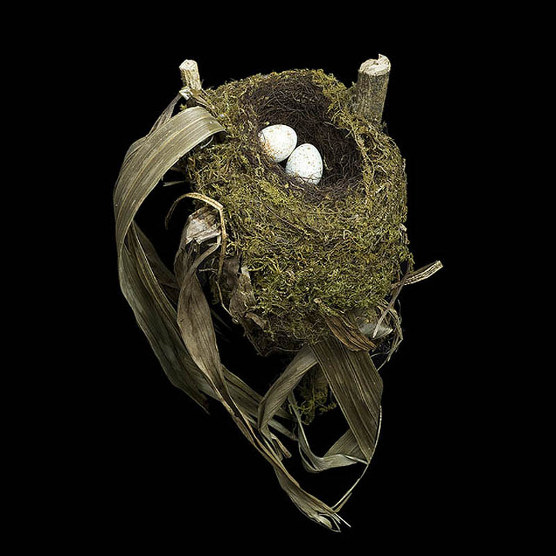 Spotted Nightingale Thrush sharon beals Шедевры природной архитектуры   птичьи гнезда