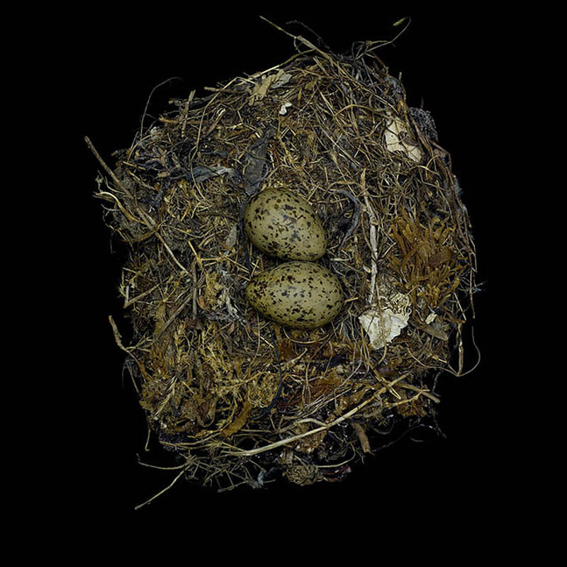 larus occidentalis sharon beals1 Шедевры природной архитектуры   птичьи гнезда