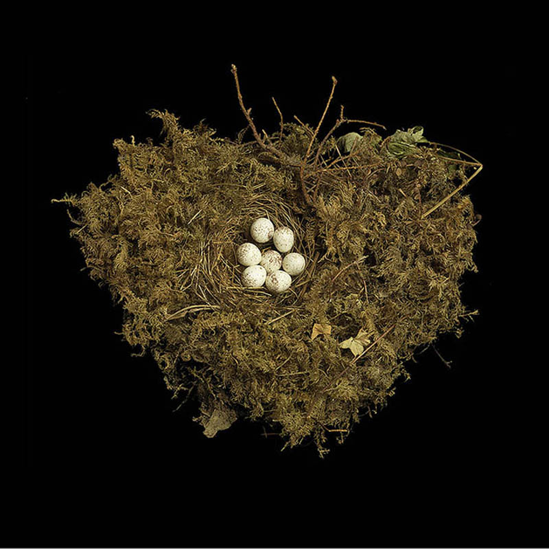 tennessee warbler sharon beals Шедевры природной архитектуры   птичьи гнезда