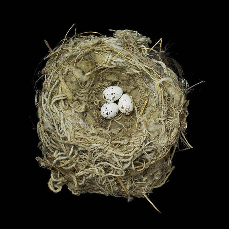 tryrannus verticalis sharon beals Шедевры природной архитектуры   птичьи гнезда