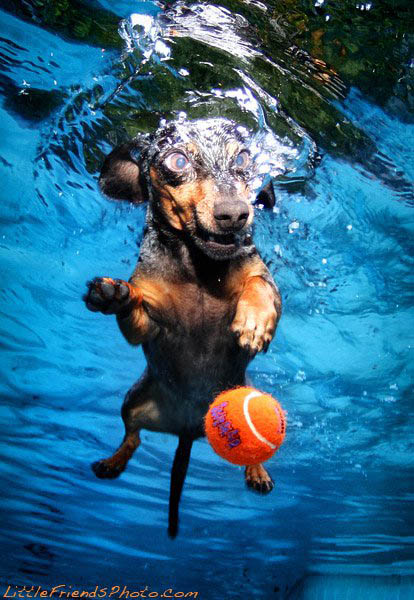 underwater photos of dogs seth casteel 1 Невероятный позитив: Собаки ловят мячик под водой