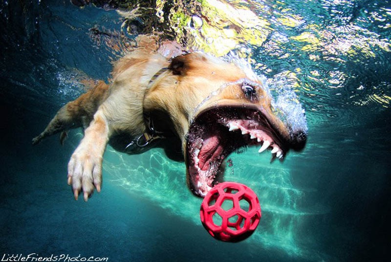underwater photos of dogs seth casteel 10 Невероятный позитив: Собаки ловят мячик под водой