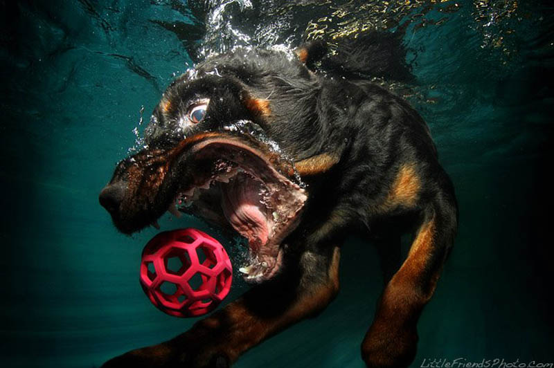 underwater photos of dogs seth casteel 11 Невероятный позитив: Собаки ловят мячик под водой