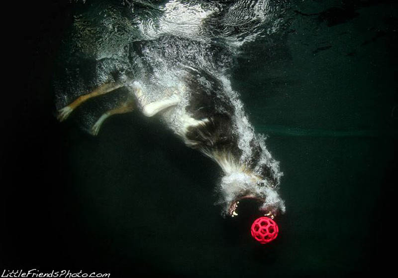 underwater photos of dogs seth casteel 12 Невероятный позитив: Собаки ловят мячик под водой
