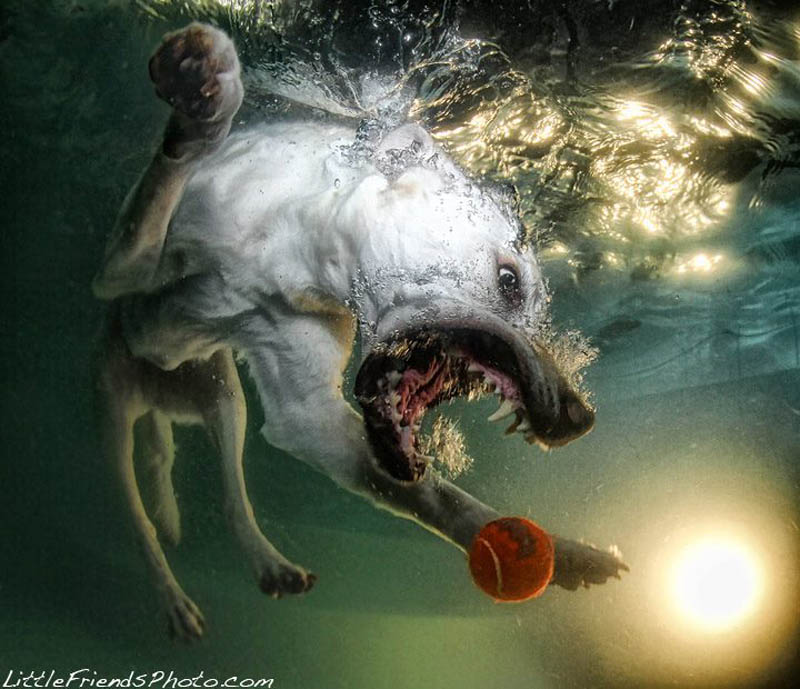 underwater photos of dogs seth casteel 4 Невероятный позитив: Собаки ловят мячик под водой