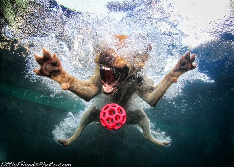underwater photos of dogs seth casteel 5 Невероятный позитив: Собаки ловят мячик под водой