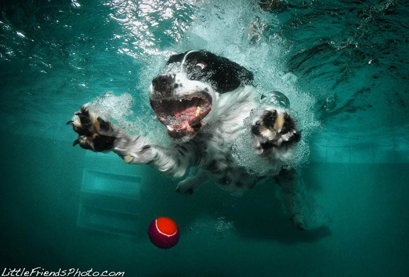 underwater photos of dogs seth casteel 7 Невероятный позитив: Собаки ловят мячик под водой