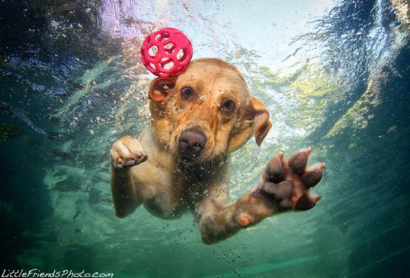 underwater photos of dogs seth casteel 8 Невероятный позитив: Собаки ловят мячик под водой