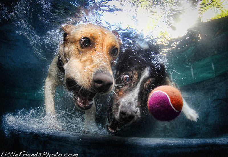 underwater photos of dogs seth casteel 9 Невероятный позитив: Собаки ловят мячик под водой