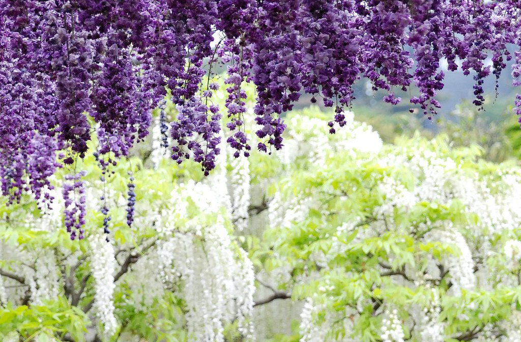 10141 Парк цветов Асикага
