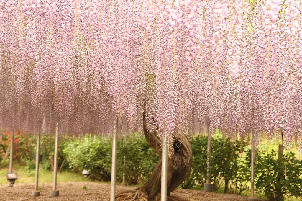 11162 Парк цветов Асикага
