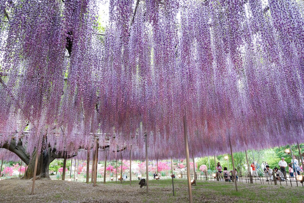 Posts by algierstwin.  Permanent Link: WISTERIA.  RSS Feeds.  Follow me on Twitter!