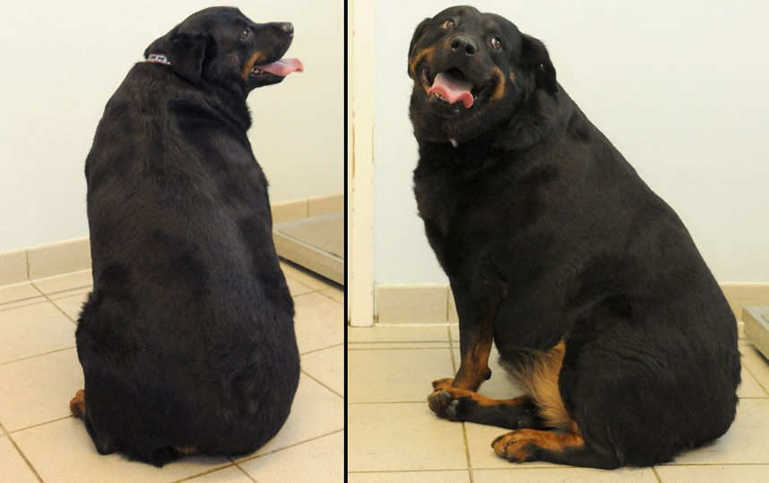 Лишний Вес У Собаки После Стерилизации