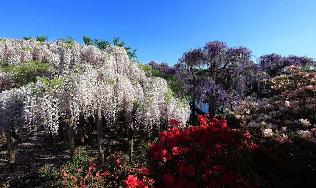 1687 Парк цветов Асикага