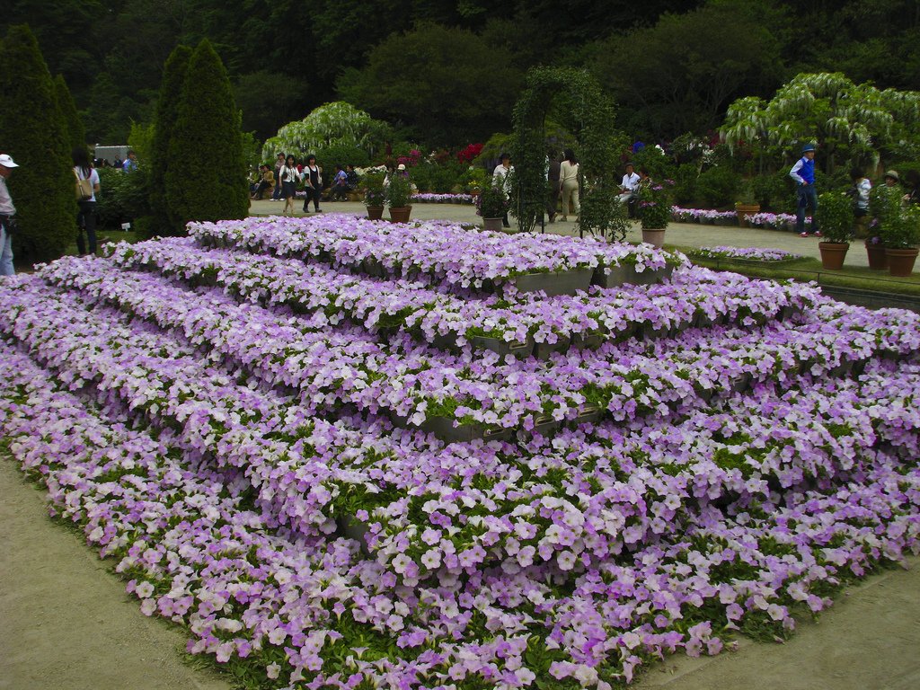 2646 Парк цветов Асикага