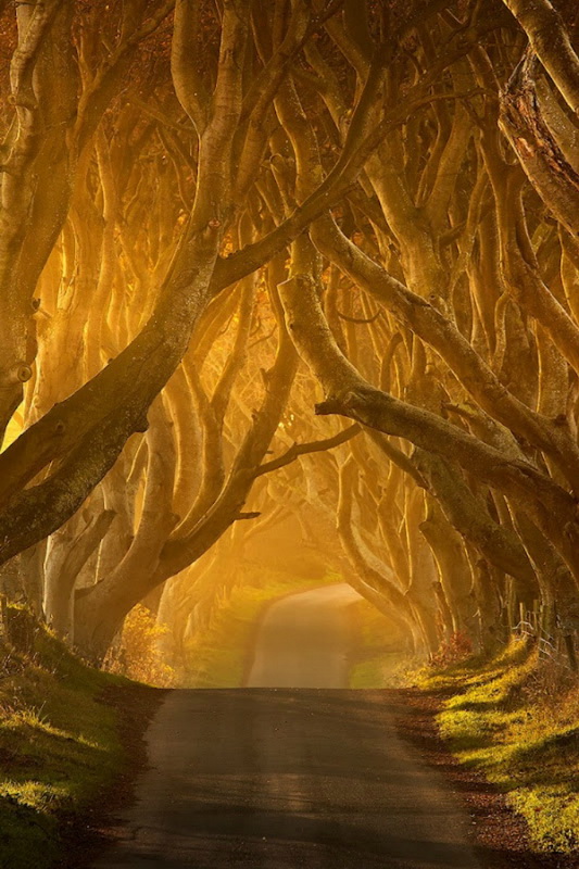 820 Древесный тоннель   аллея из буков в Ирландии
