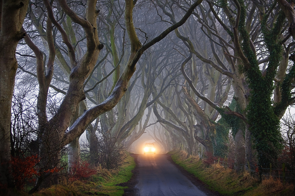 Dark Hedges03 Древесный тоннель   аллея из буков в Ирландии