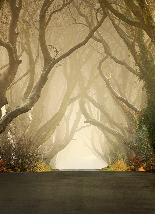 Dark Hedges08 Древесный тоннель   аллея из буков в Ирландии