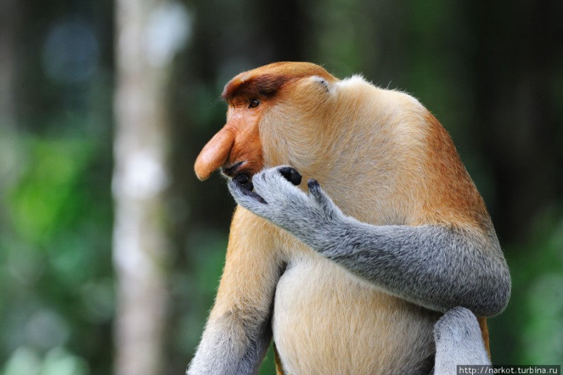 big.photo  800x533 Эмоциональные обезьяны носачи