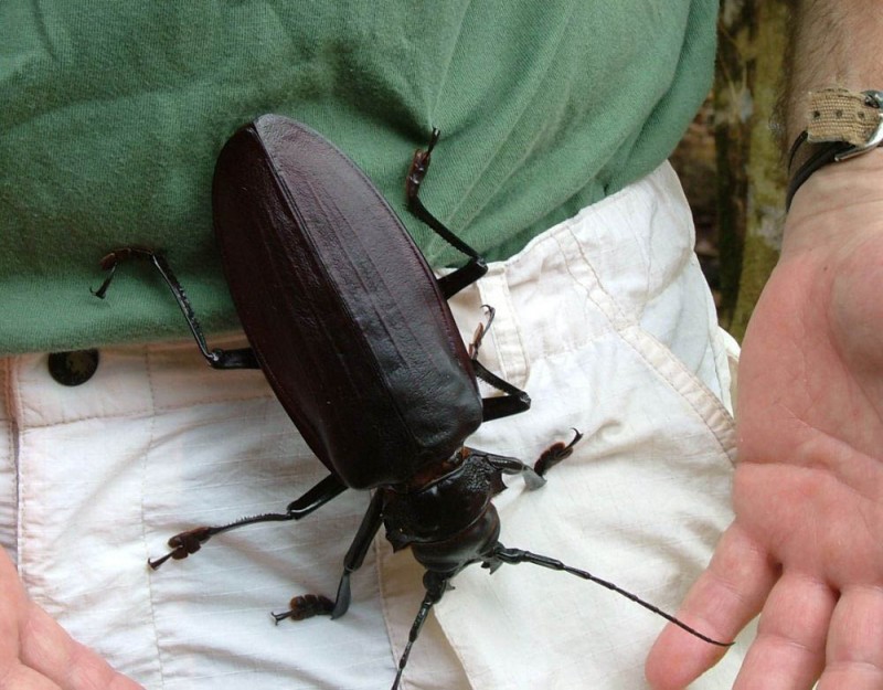 bug02 800x625 Самый большой в мире жук