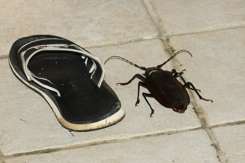 bug03 Самый большой в мире жук