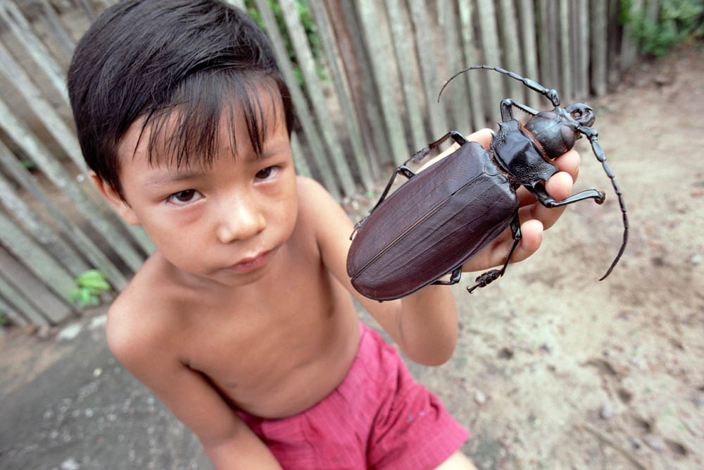 bug05 Самый большой в мире жук