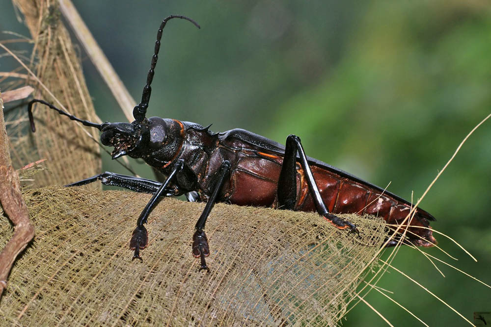 bug10 Самый большой в мире жук