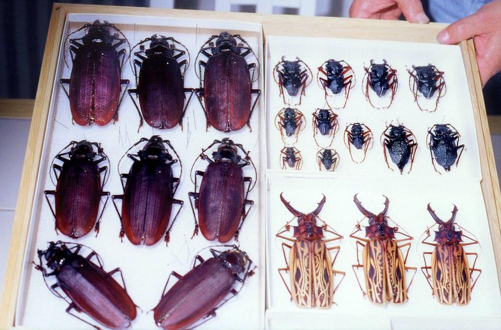 bug11 Самый большой в мире жук