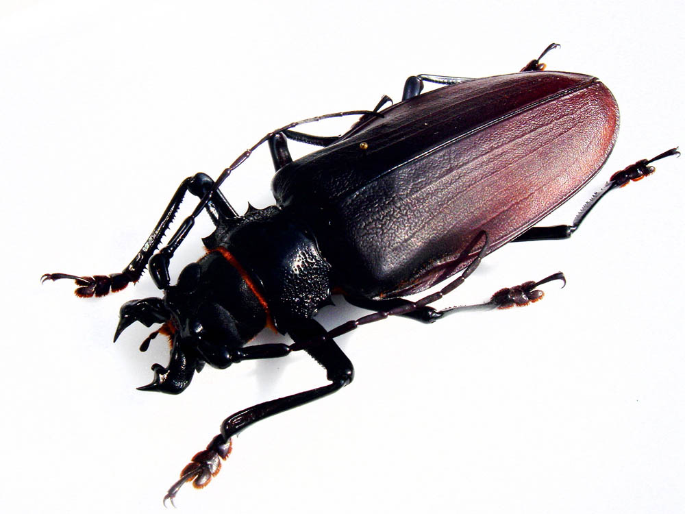 bug12 Самый большой в мире жук
