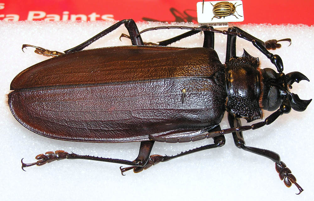 bug13 Самый большой в мире жук