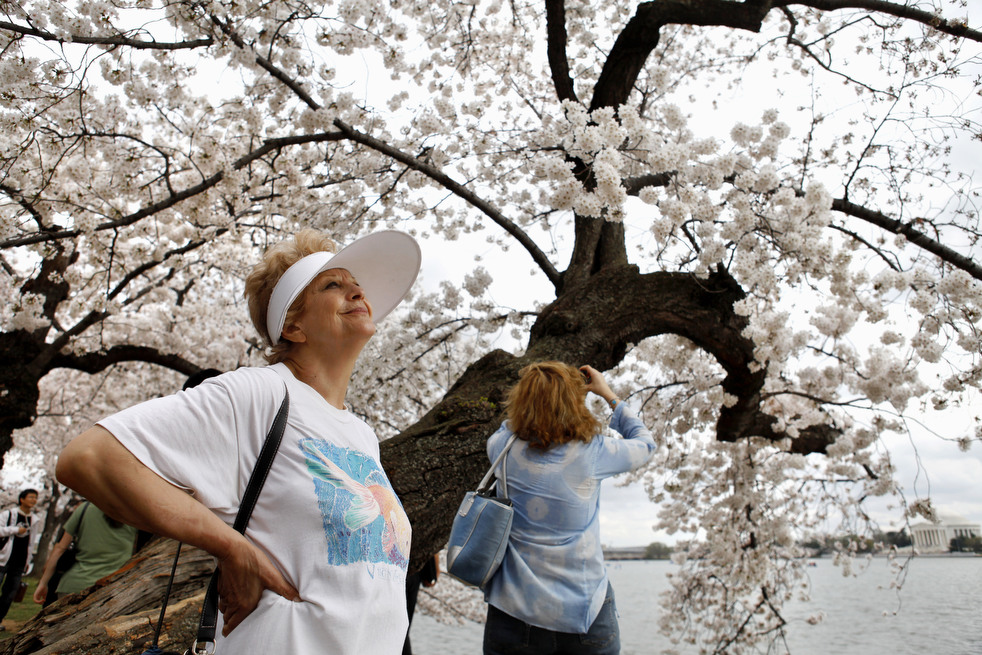 cherry h Фестиваль цветения сакуры в Вашингтоне 2012