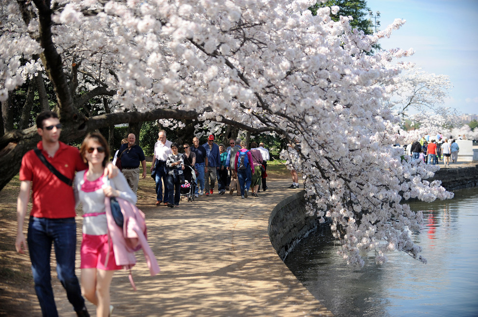 cherry o Фестиваль цветения сакуры в Вашингтоне 2012
